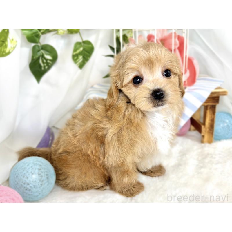 成約済の滋賀県のマルプー:マルチーズ×トイプードル-408971の3枚目